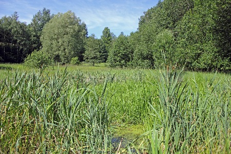 Habitat mit hoher Biodiversität