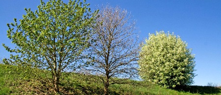 Frühling im Appelbütteler Tal